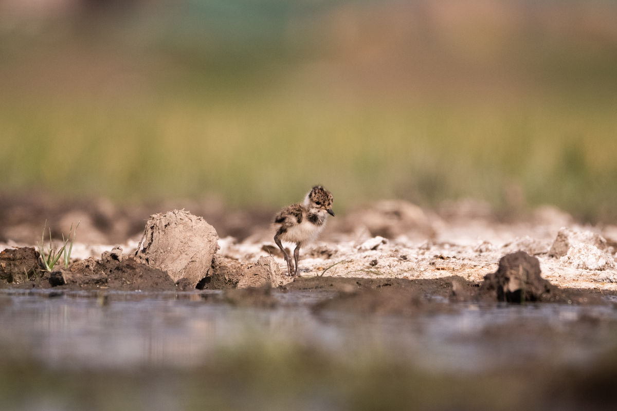 Gémné Kovács Anita