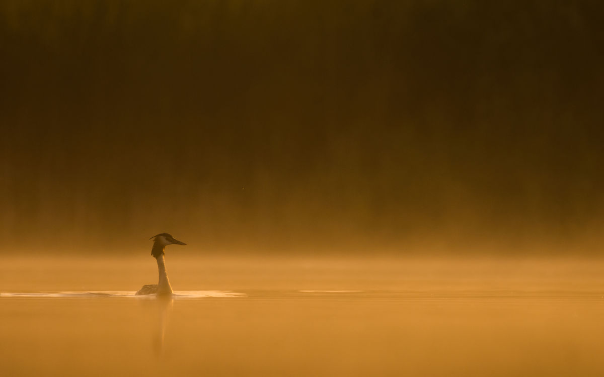 Szakolczai Krisztina