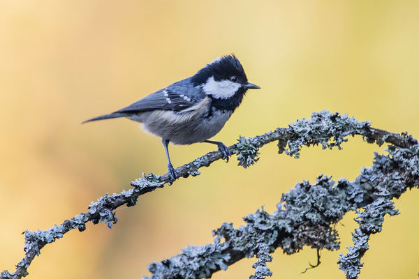 Fenyvescinke fenyőágon