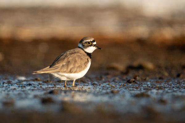 Az arany szemgyűrűs
