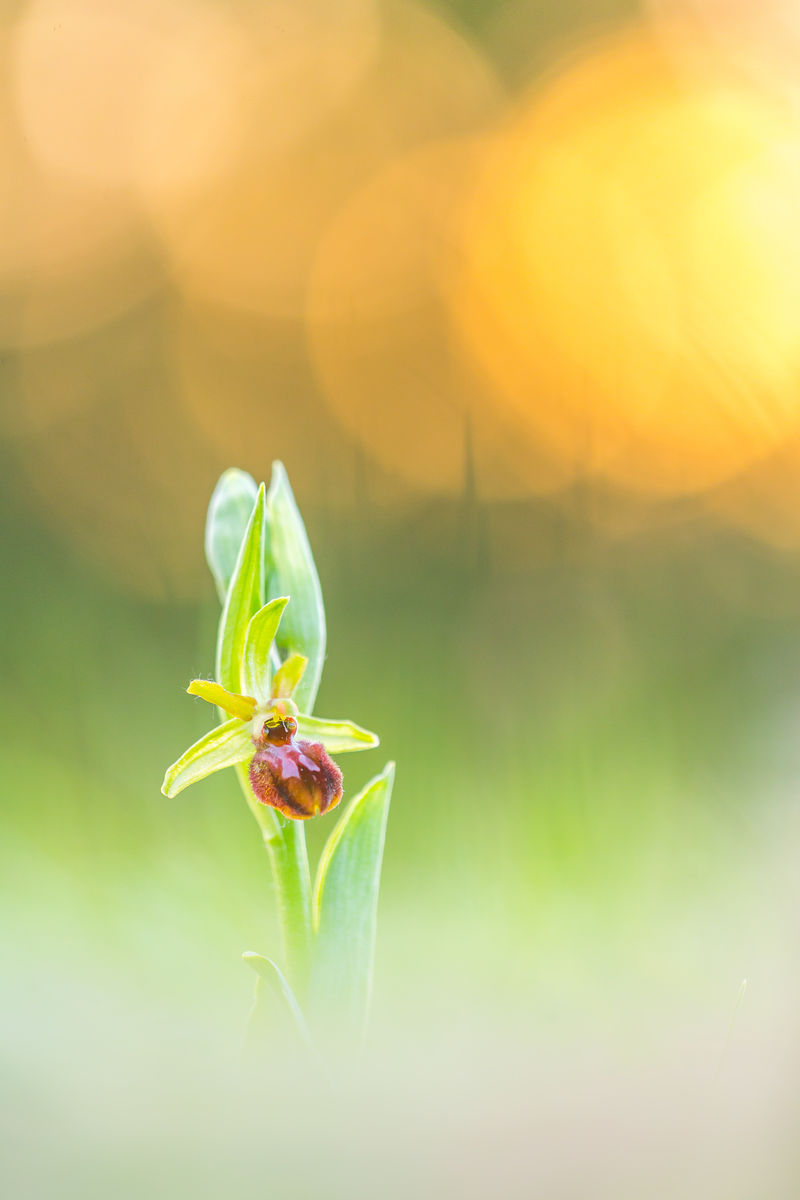 Koncz-Bisztricz Tamás
