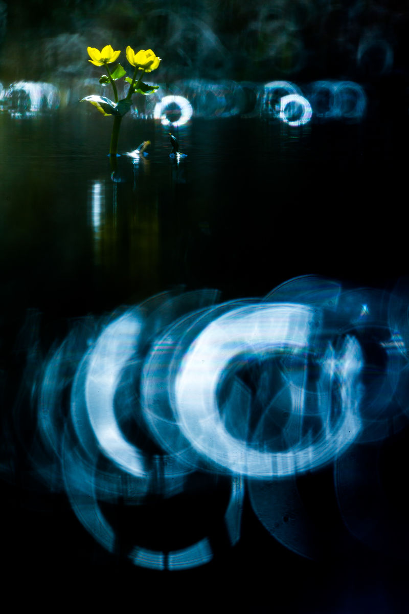 Koncz-Bisztricz Tamás