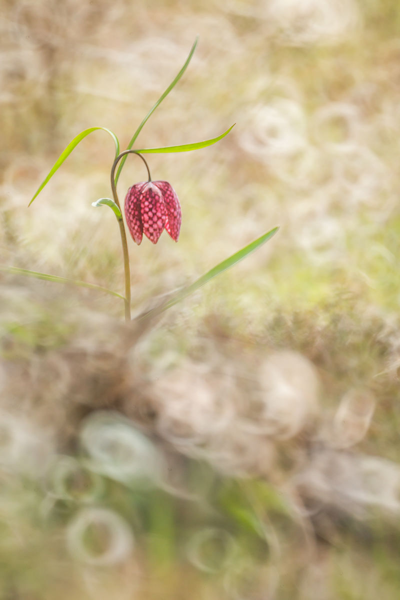 Koncz-Bisztricz Tamás