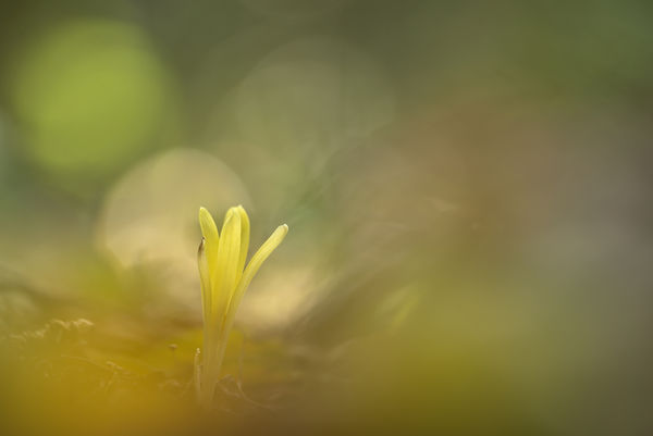 Múlékony szépség