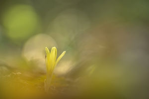 Múlékony szépség Múlékony szépség