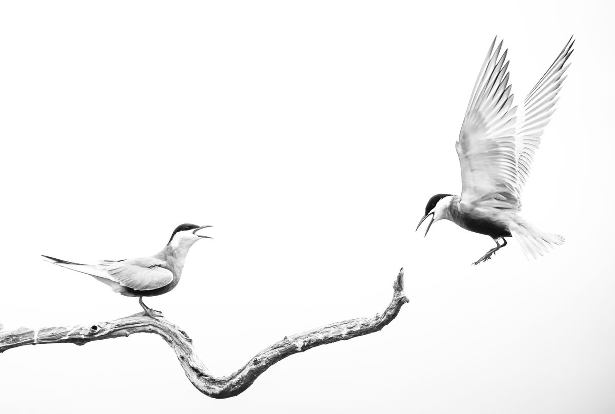 Gyenti-Kálvin Kinga