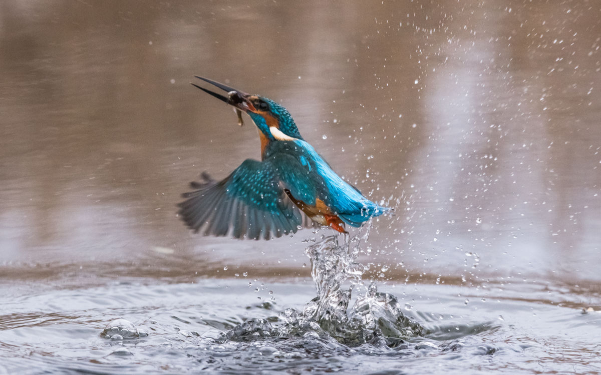 Szakolczai Krisztina