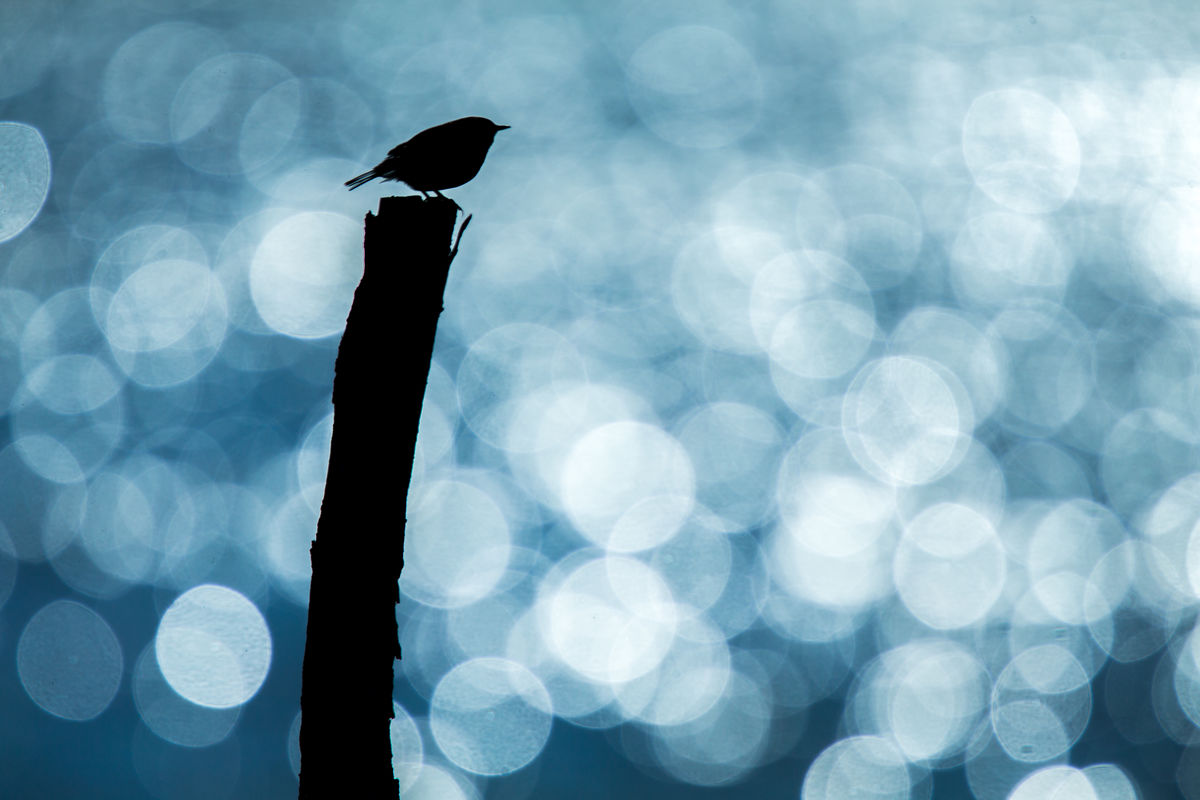 Koncz-Bisztricz Tamás