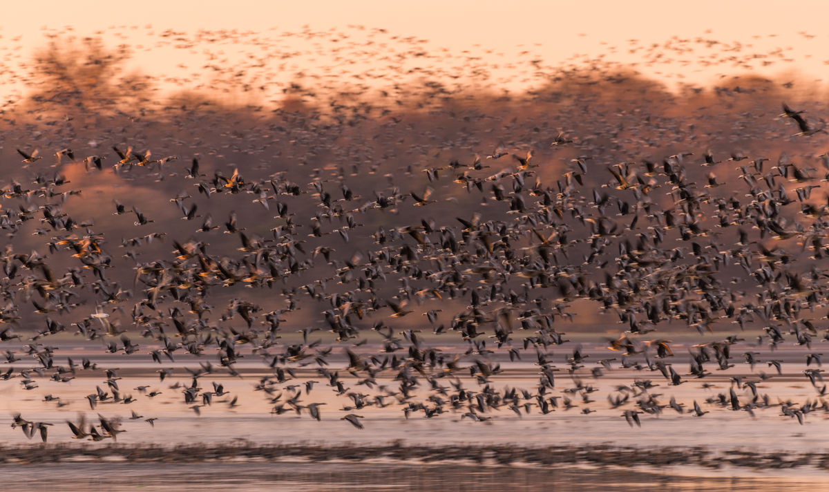 Szakolczai Krisztina