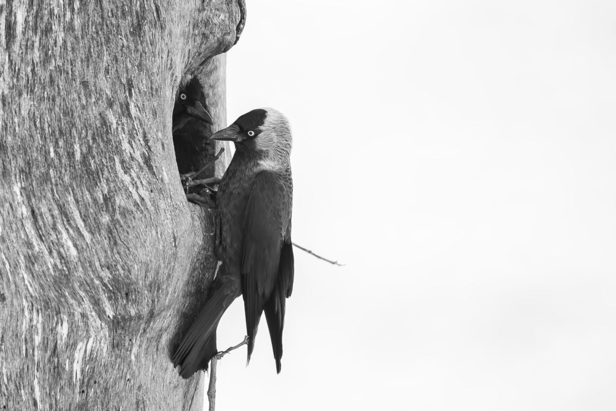 Szentkirályi Ádám