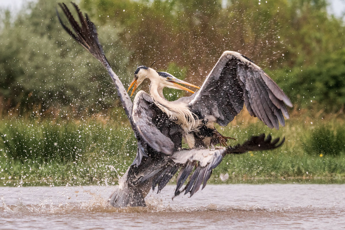 Gémné Kovács Anita