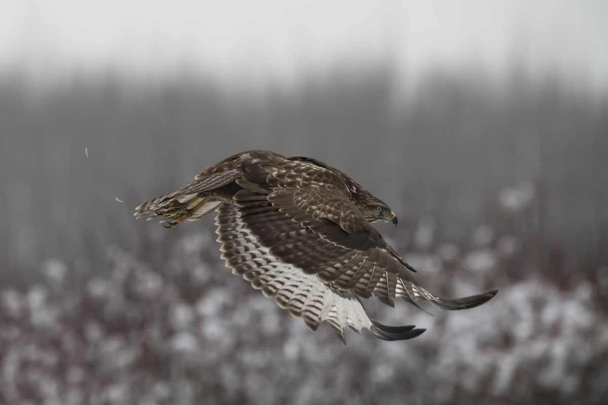 Szentkirályi Ádám