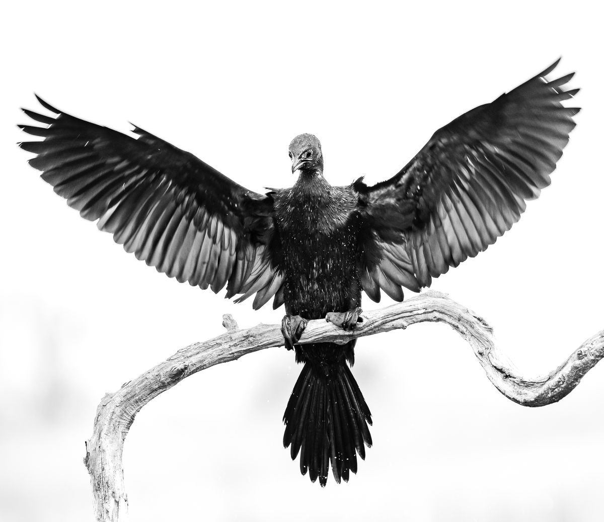 Gyenti-Kálvin Kinga