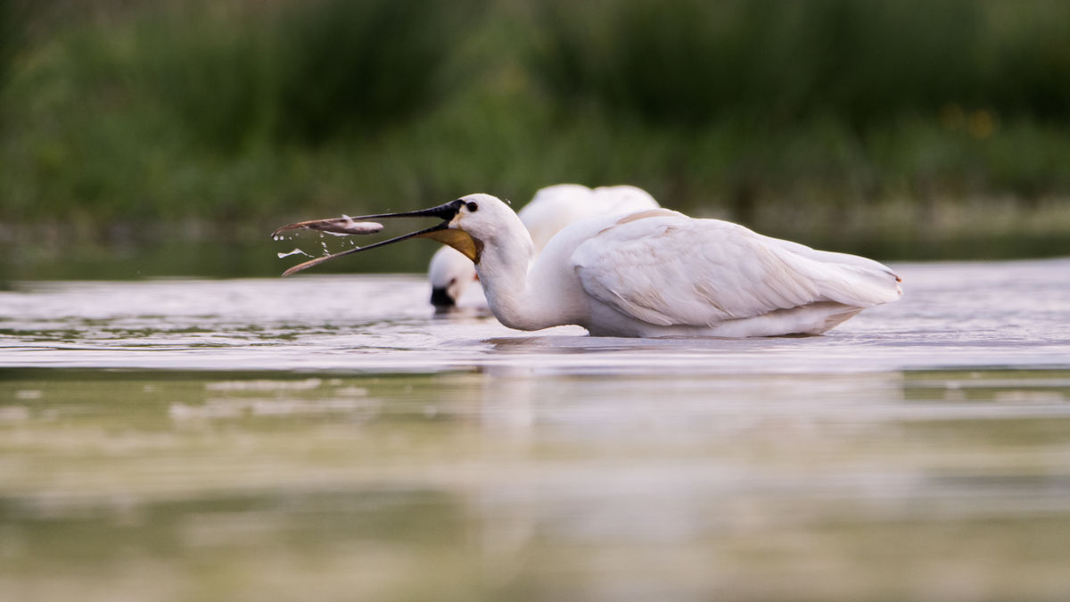Gémné Kovács Anita