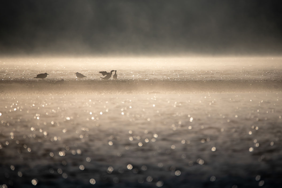 Darányiné Bakos Éva