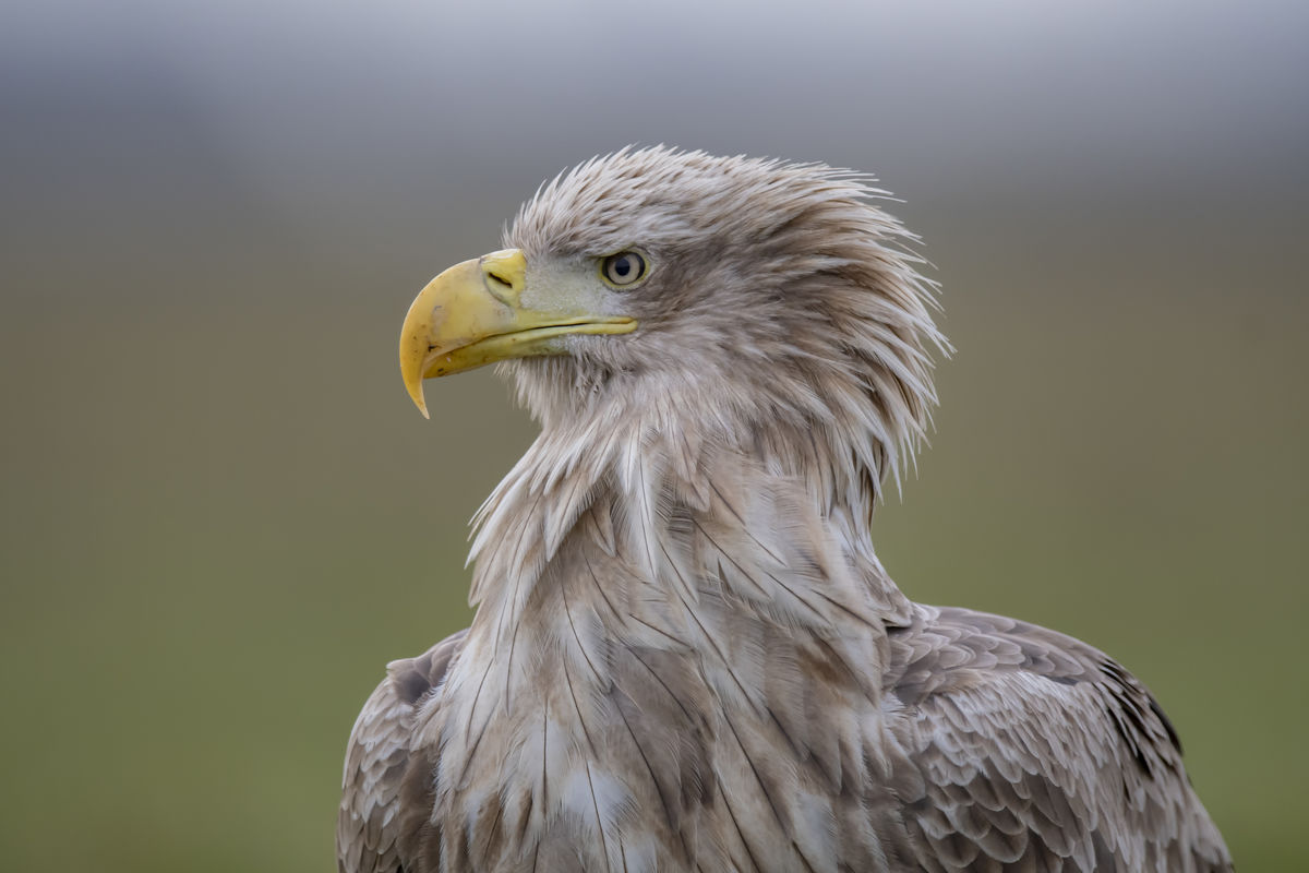 Szentkirályi Ádám