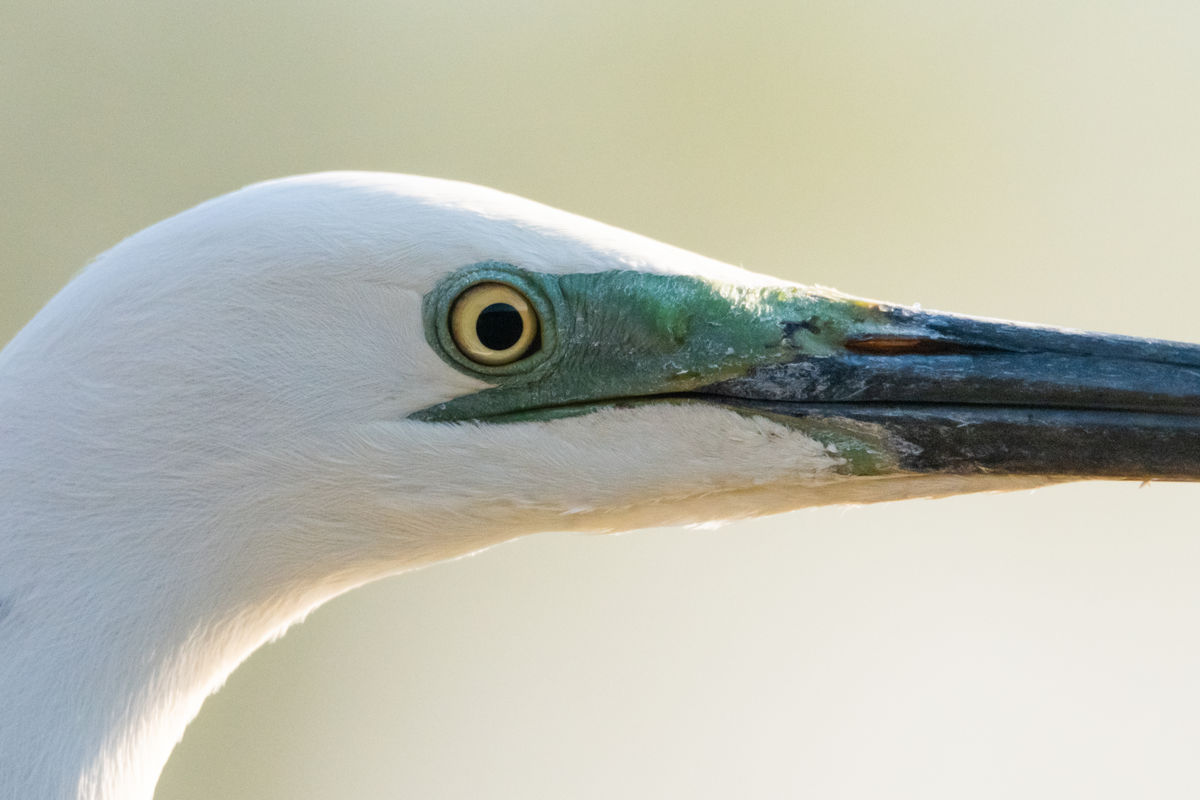 Gémné Kovács Anita