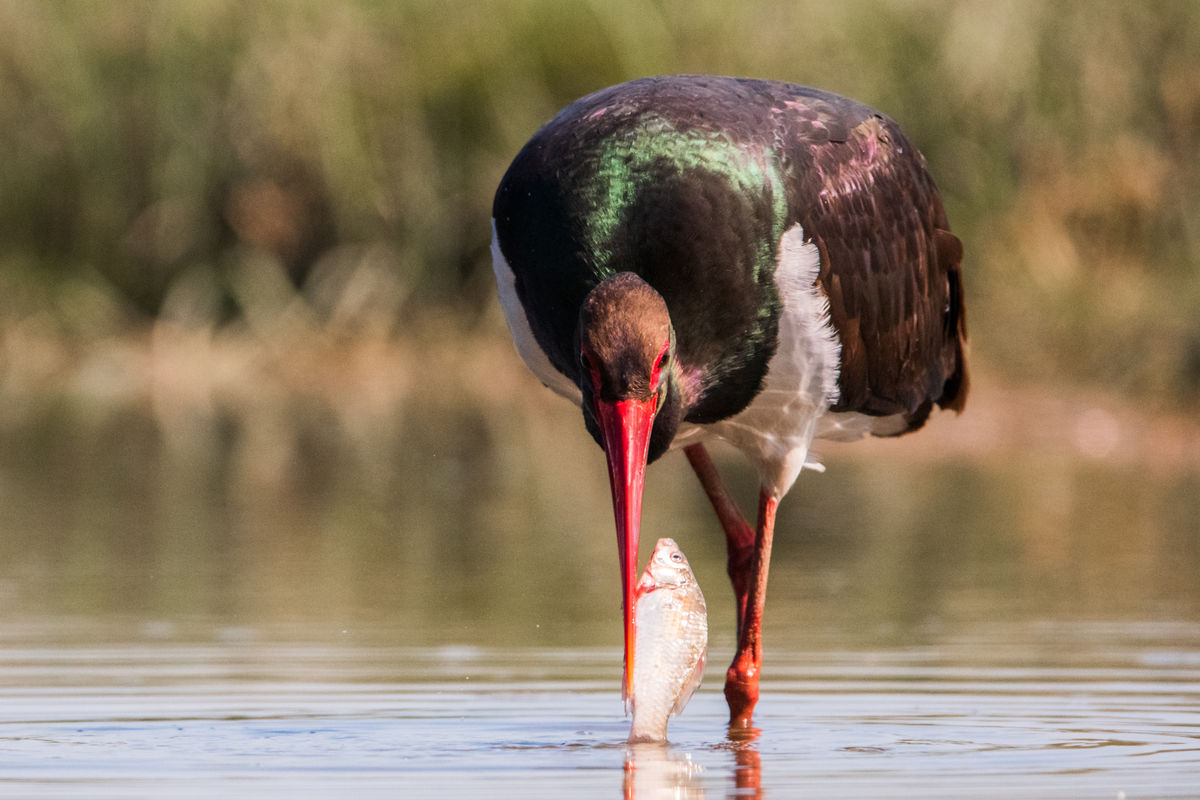 Gémné Kovács Anita