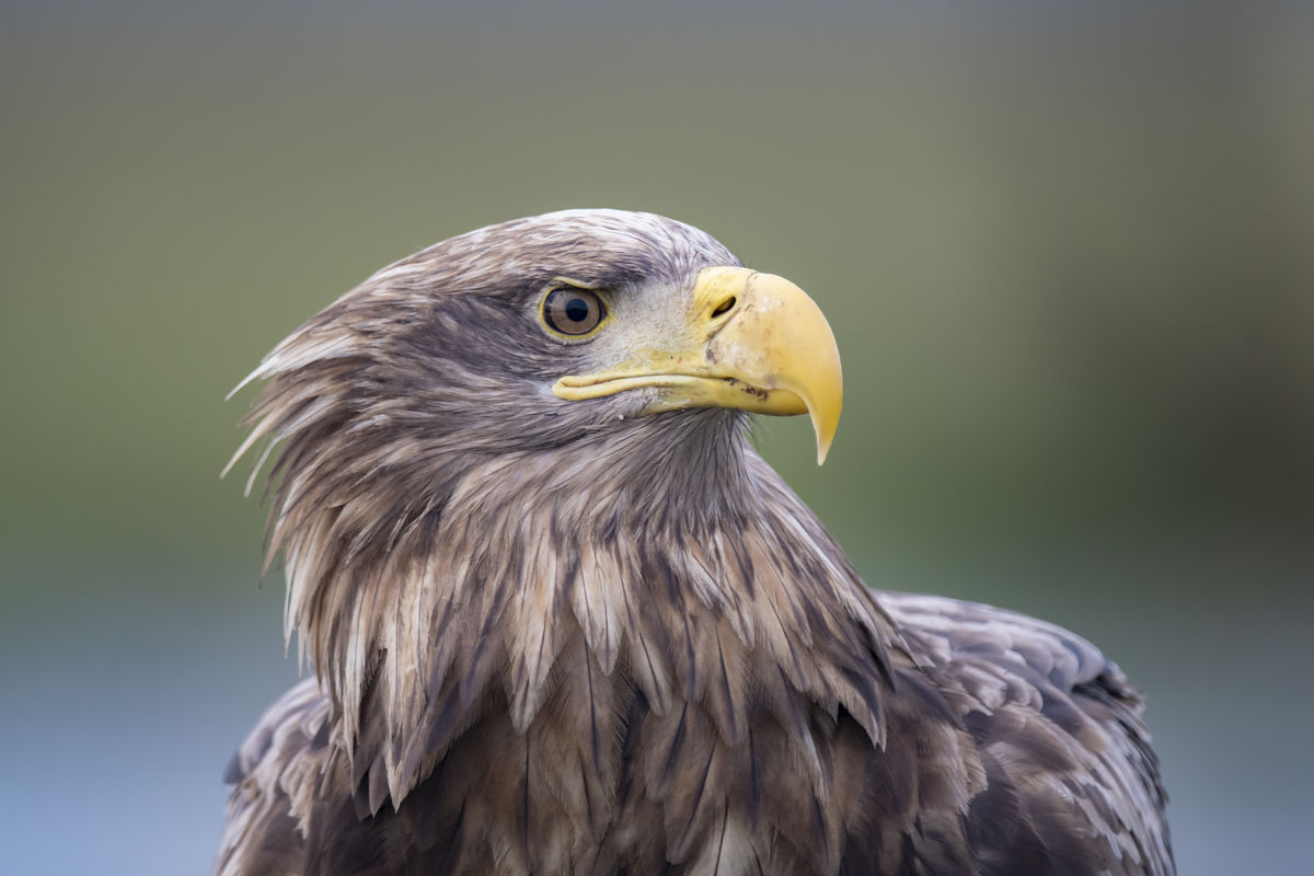 Szentkirályi Ádám