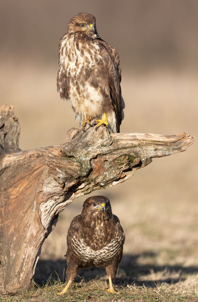 Alsó szomszéd, felső szomszéd
