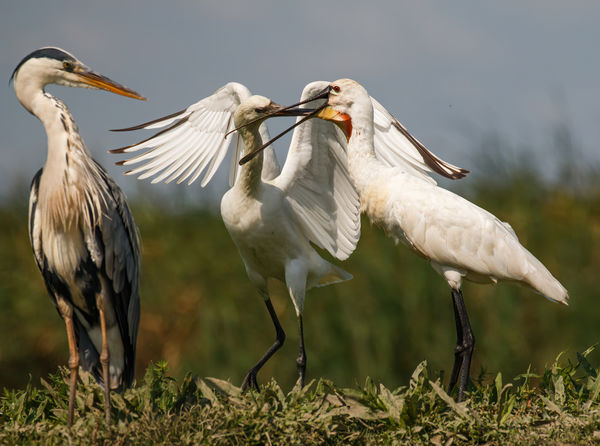 Hát ti meg mit csináltok?!