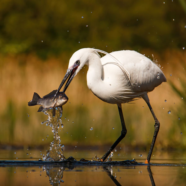 Nagy hal – kis kócsag
