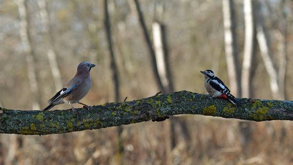 Szajkó és Harkály vitája 1. 