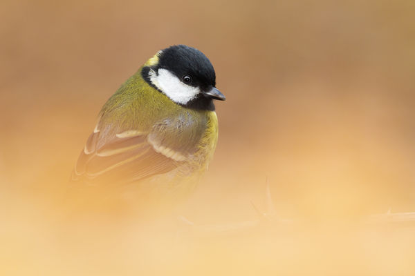 Őszi visszatekintő