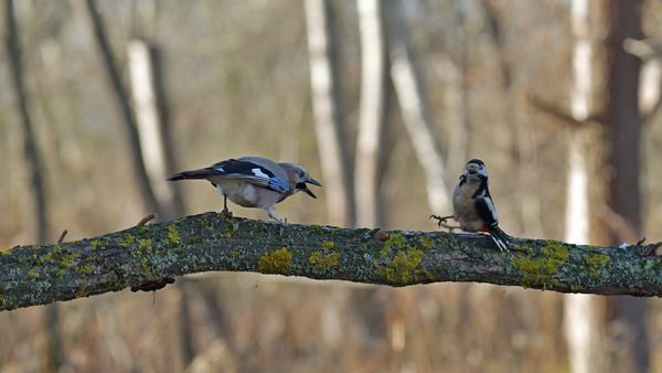 Szajkó és Harkály vitája 3.