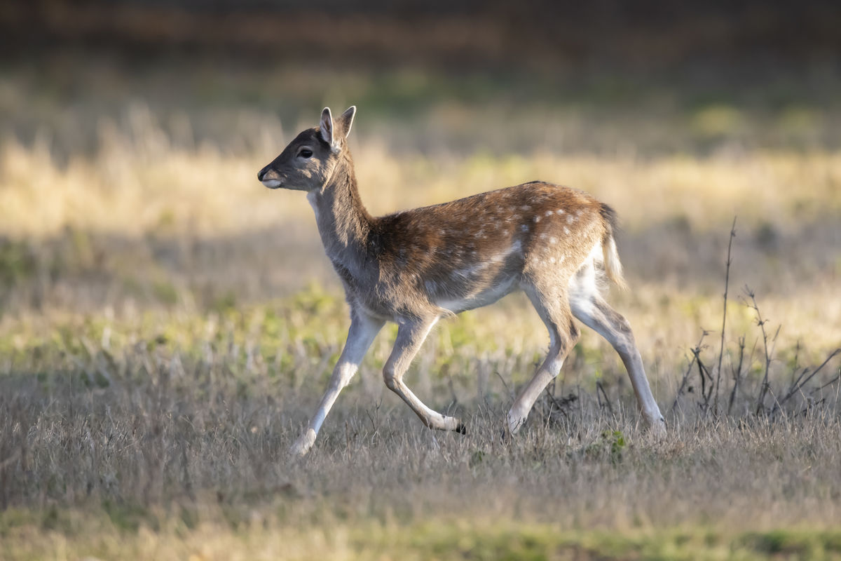 Szentkirályi Ádám