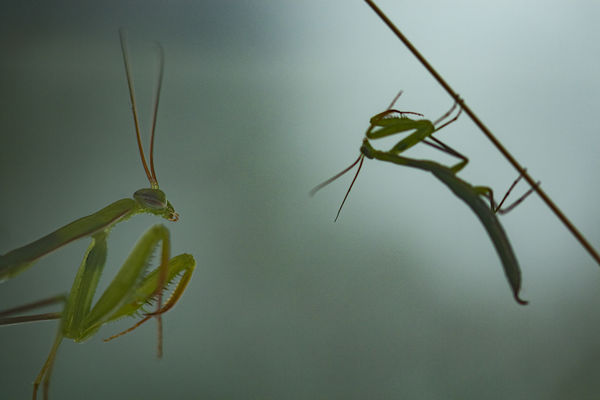 Veszélyes közelség