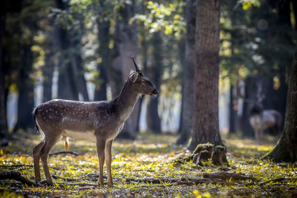 Állj, ne mozdulj, rá se nézz!