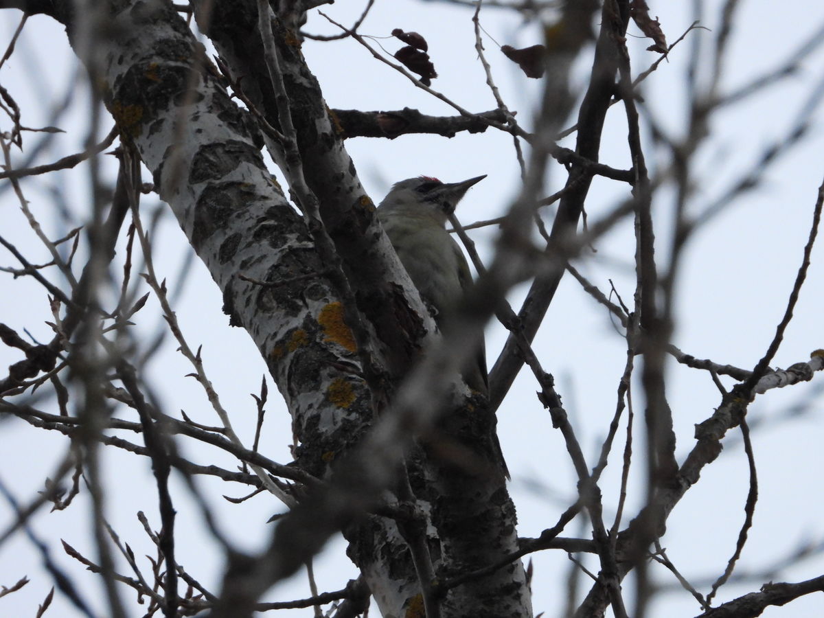 Kónya Máté Bertalan