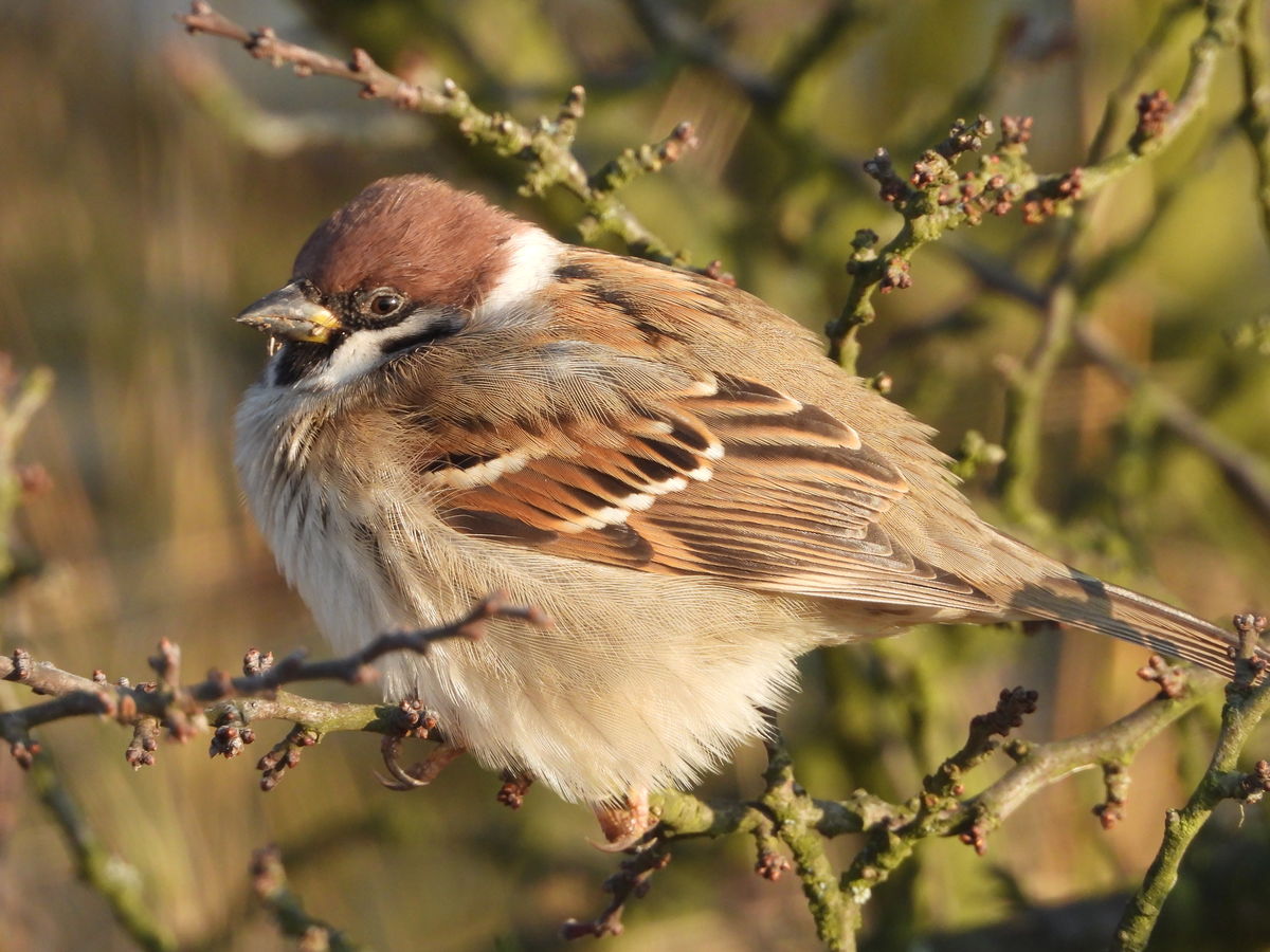 Kónya Máté Bertalan
