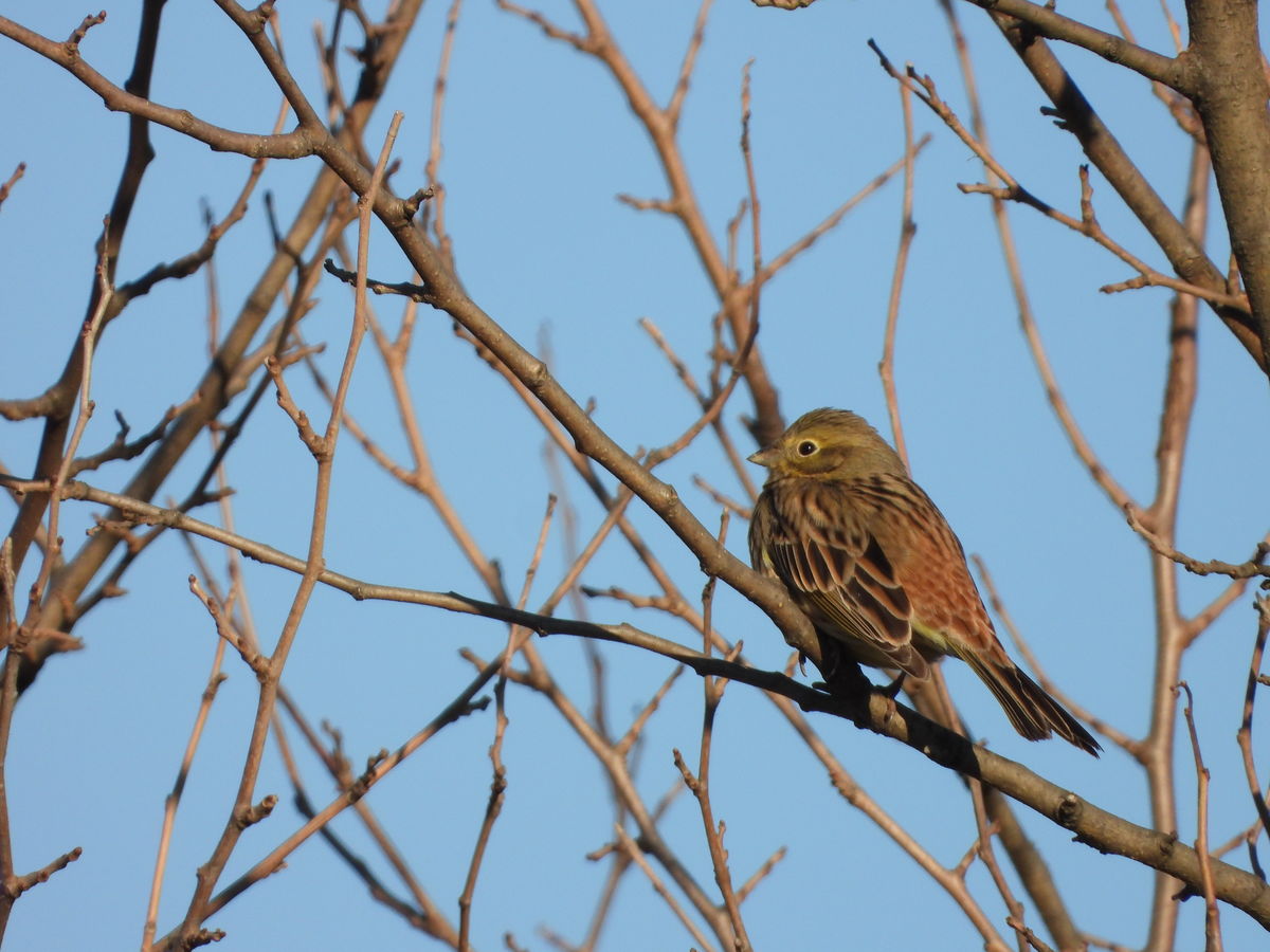 Kónya Máté Bertalan