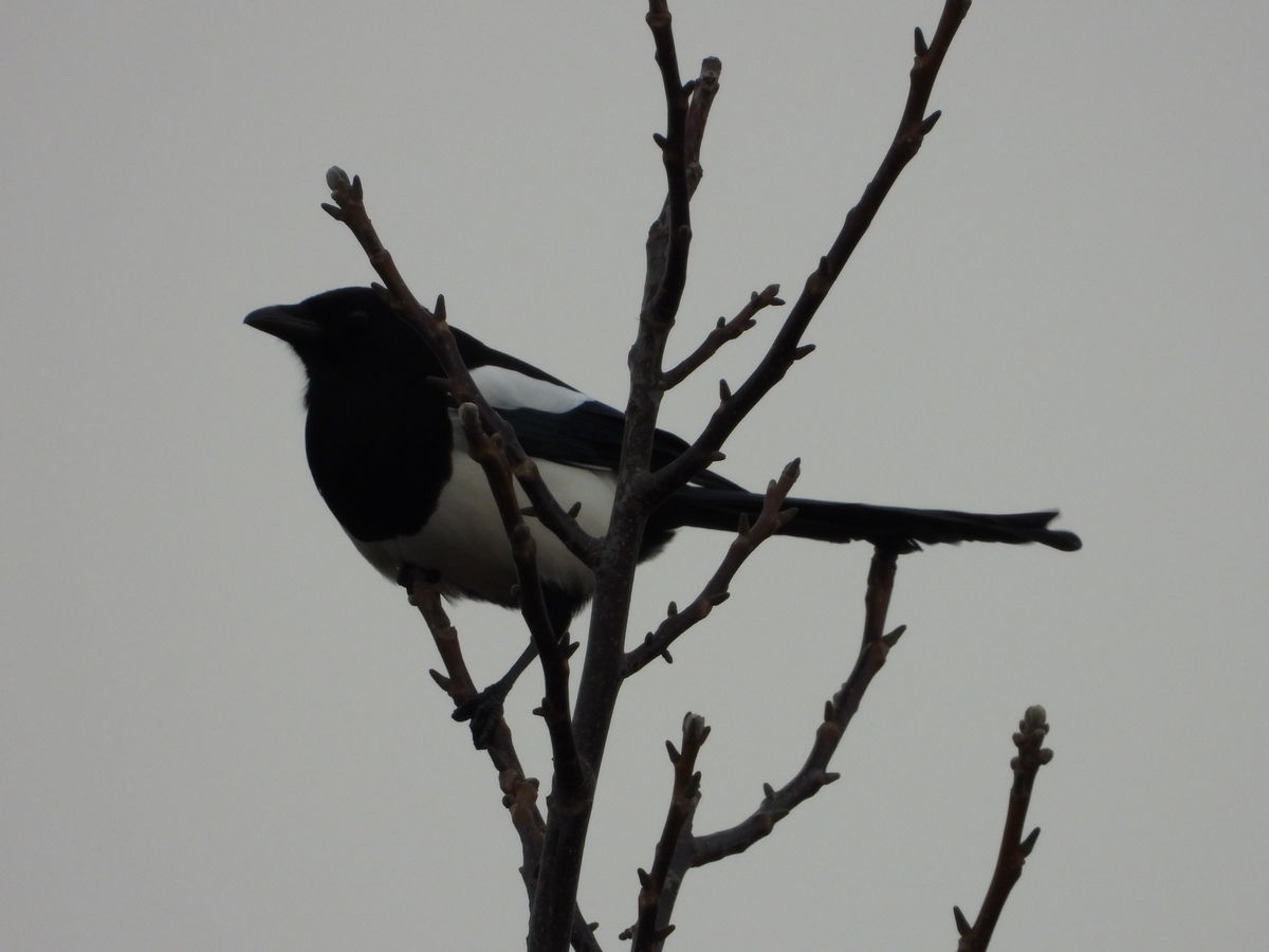 Kónya Máté Bertalan