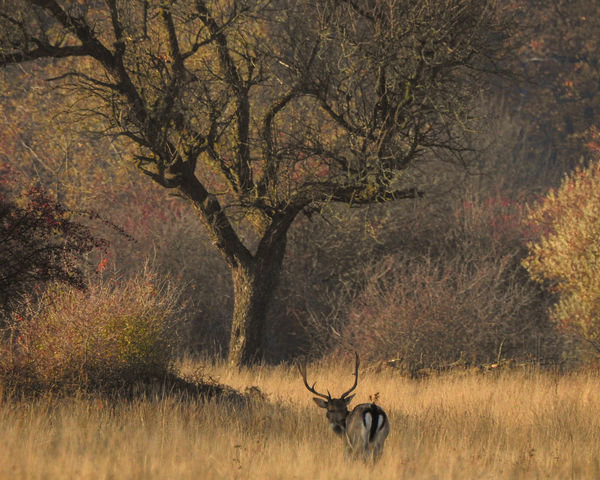 Ha mesélni tudnának...