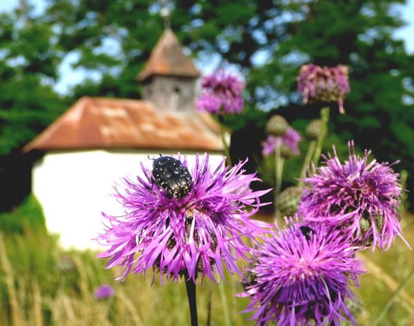 Alsótelekesi kápolna