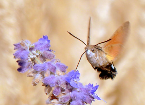 Kacsafarkú szender munkában
