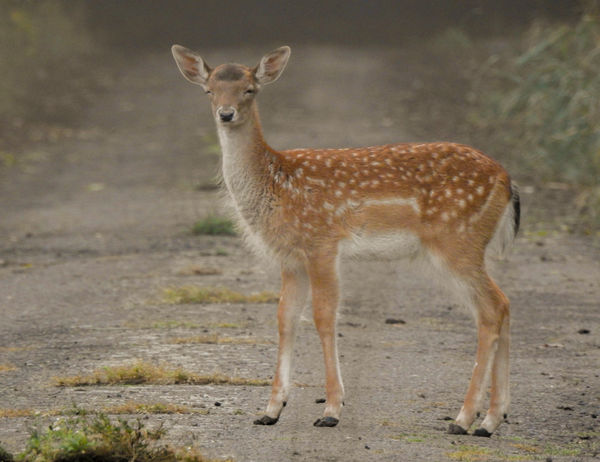 Nézz úgy,mint Bud Spencer! -Így jó lesz?