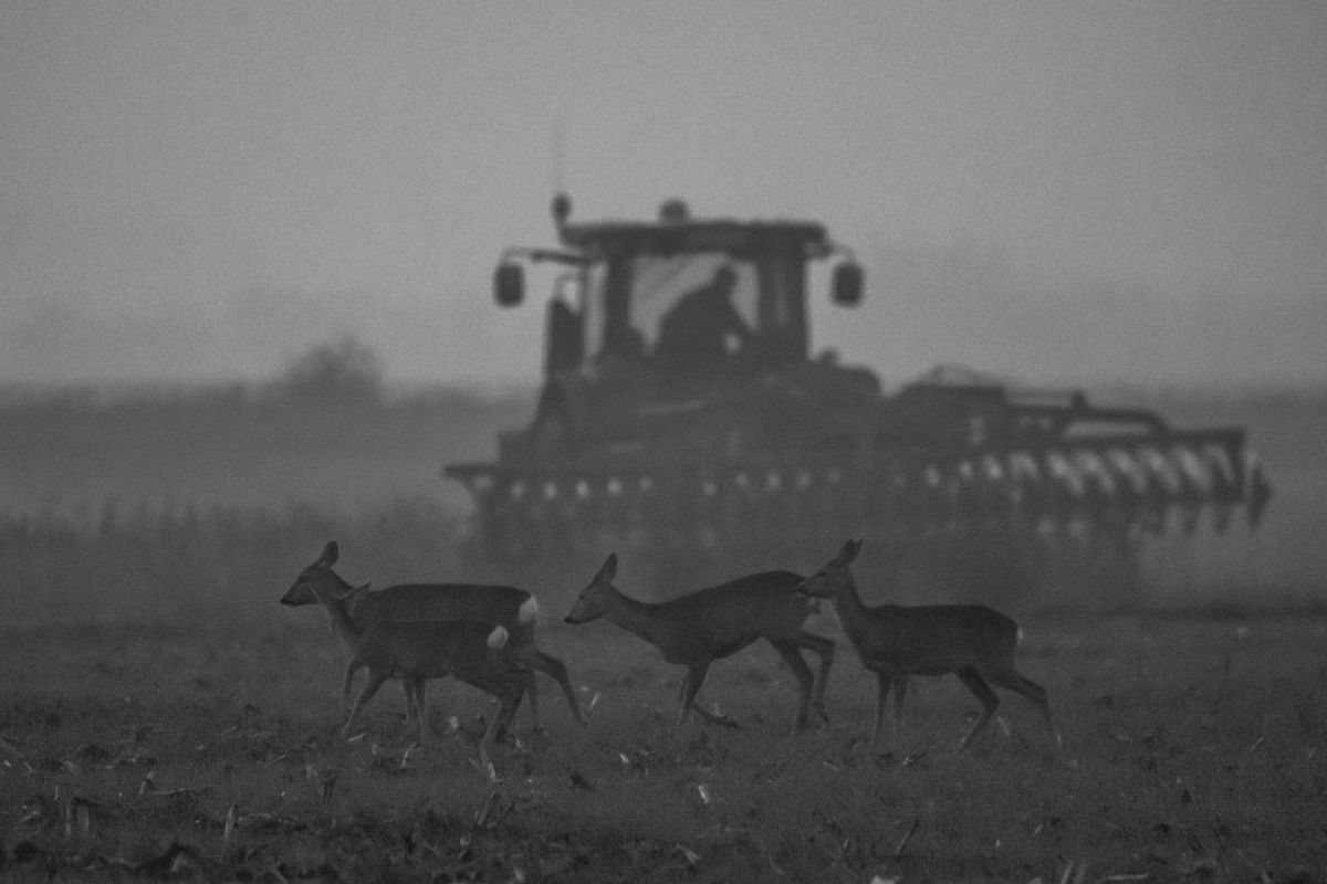 Gémné Kovács Anita