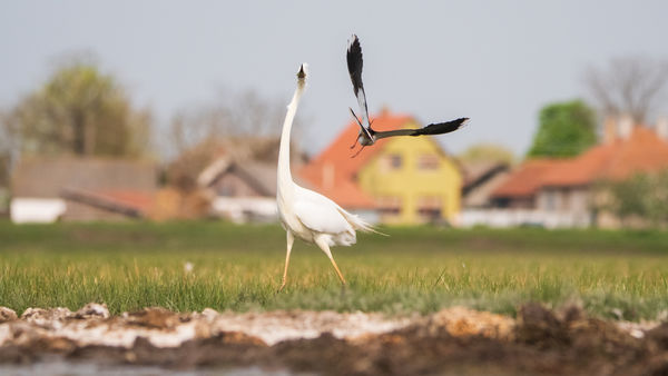 Harc a város szélén