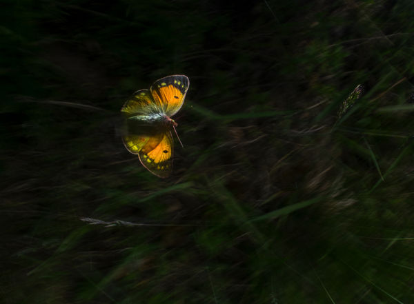 Narancsszínű kéneslepke röptében