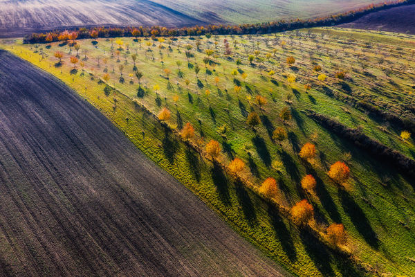 Sárguló gyümölcsös