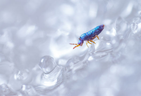 Irizáló ugróvillás