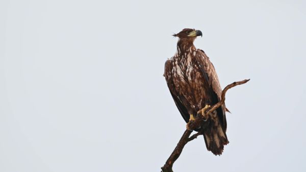 Sasok a Hortobágyon