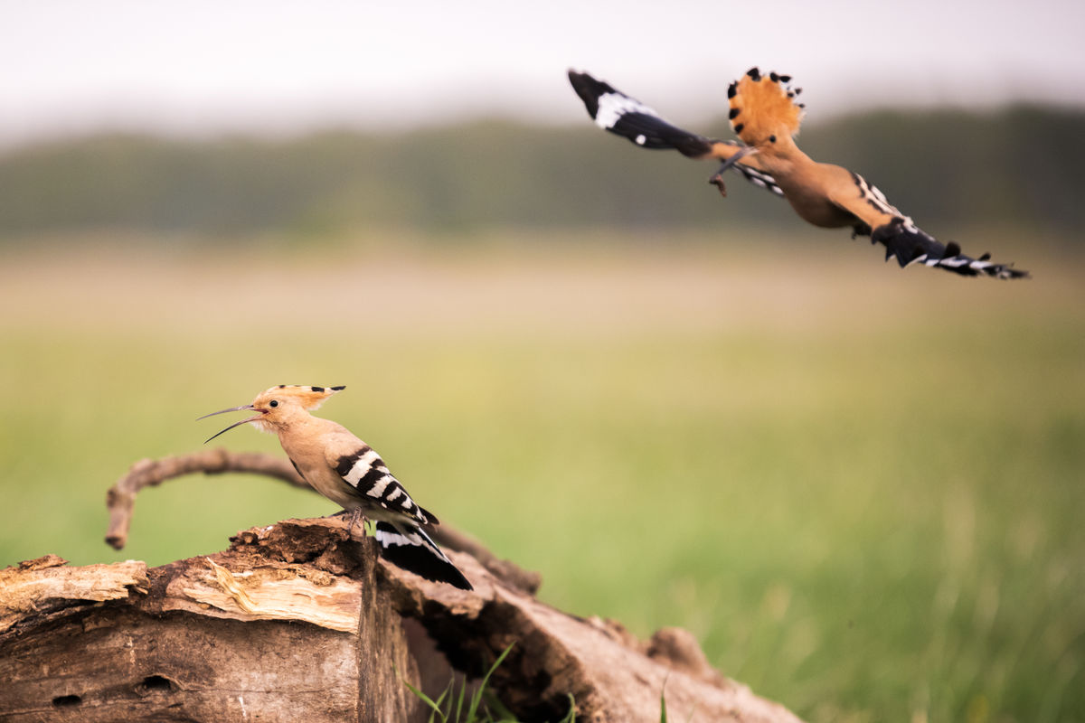 Gémné Kovács Anita