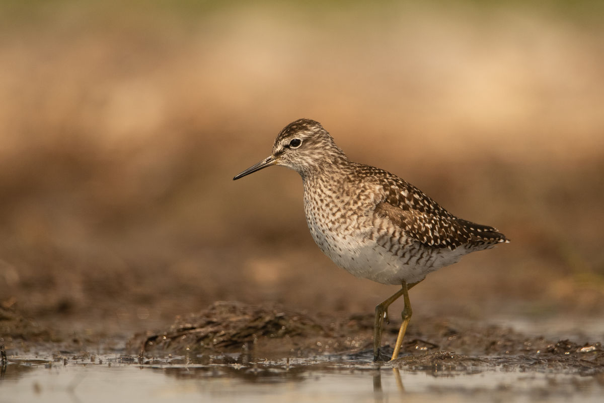 Gémné Kovács Anita