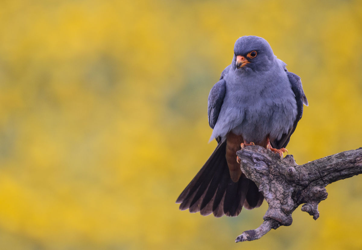 Szakolczai Krisztina