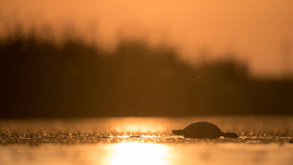 Lassúsági versenyző